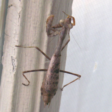 Henry- the preying mantis Henry- the preying mantis