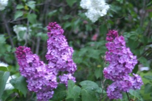 From my mother's garden